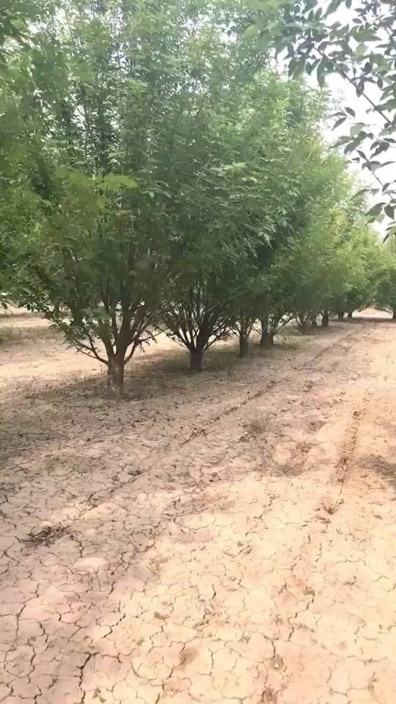 山东白蜡树，速生白蜡基地，白蜡国槐