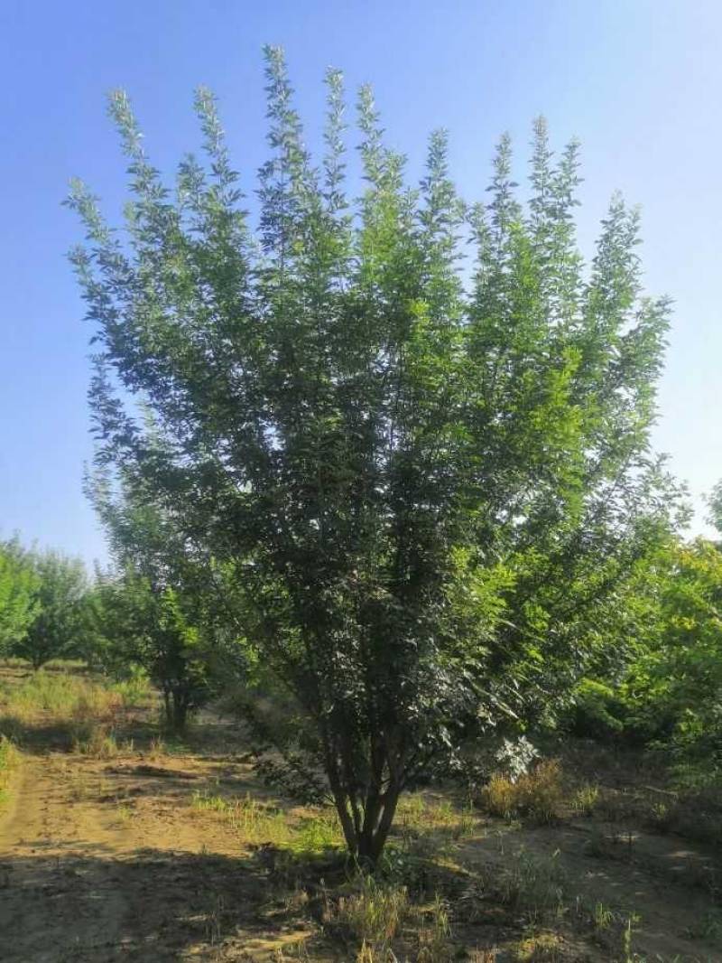 山东白蜡树，速生白蜡基地，白蜡国槐