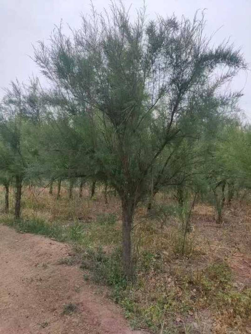 红柳