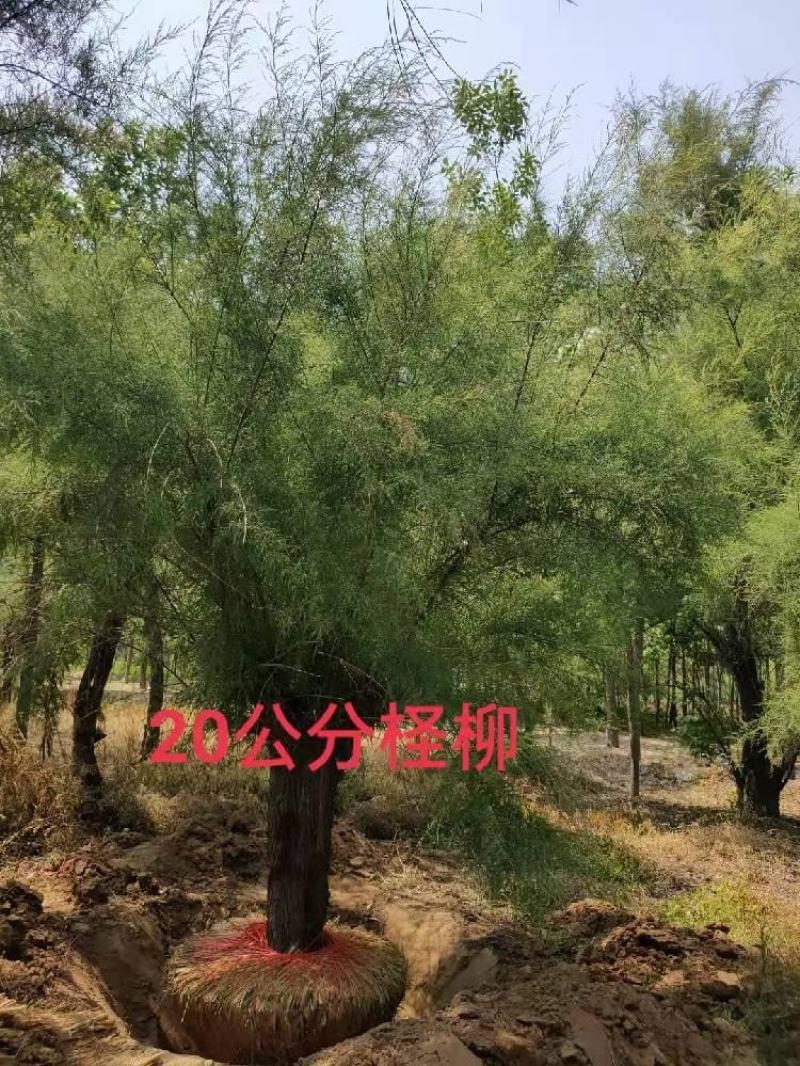 红柳