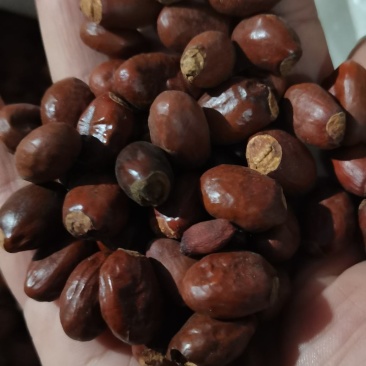 荔枝核荔枝籽荔枝骨荔枝核各种冷背药材