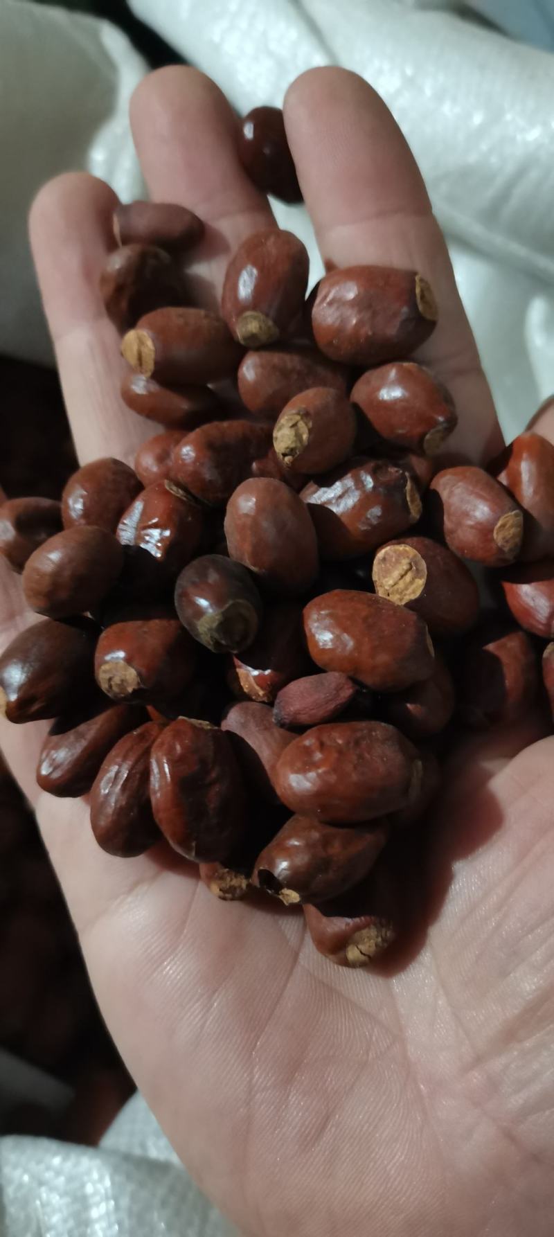 荔枝核荔枝籽荔枝骨荔枝核各种冷背药材