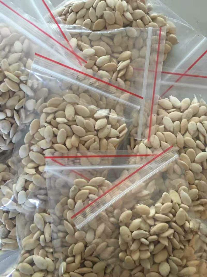 广东铁心冬瓜种子抗病强空胸小产量高厂家直发