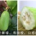 茂华八棱脆甜瓜菜瓜种子，低糖，肉脆多汁，鲜食可凉拌