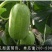 茂华八棱脆甜瓜菜瓜种子，低糖，肉脆多汁，鲜食可凉拌