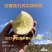 昭通糖心丑苹果代办，电商，团购。一件代发线上线下供应链