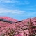 美丽月见草种子多年生宿根花种籽子庭院阳台盆栽耐寒花籽