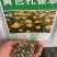 孔雀草种子耐寒秋播花卉植物景观工程园林花海花草花种子