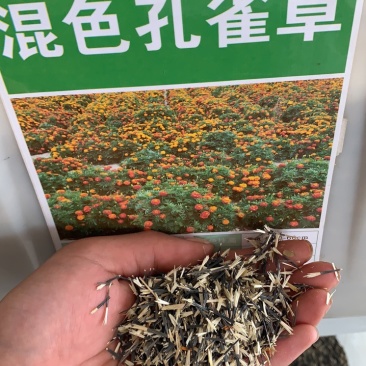 孔雀草种子耐寒秋播花卉植物景观工程园林花海花草花种子