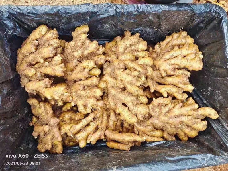 山东生姜辣味浓厚，颜色蜡黄，质量保证！全国发货，坏烂包赔