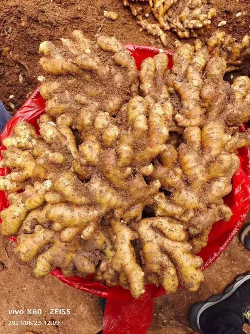 山东生姜辣味浓厚，颜色蜡黄，质量保证！全国发货，坏烂包赔