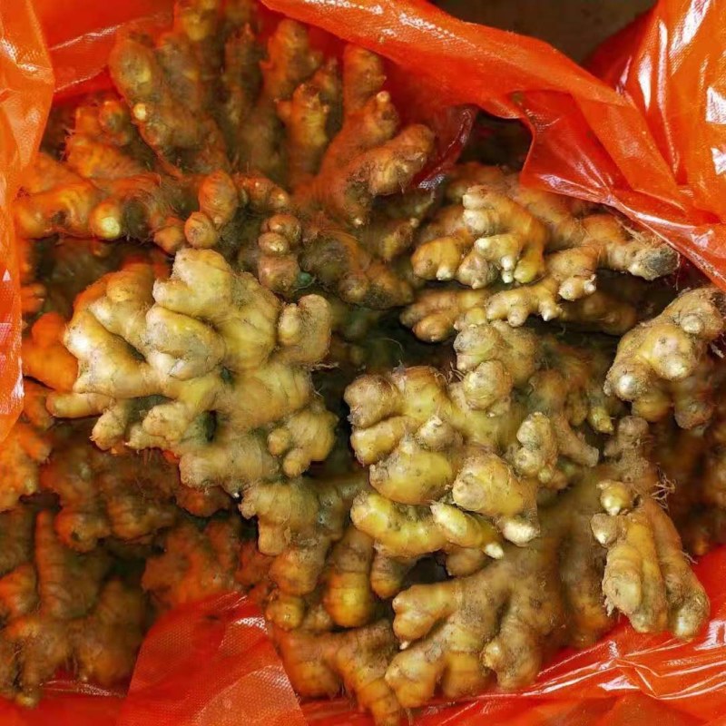 山东生姜辣味浓厚，颜色蜡黄，质量保证！全国发货，坏烂包赔