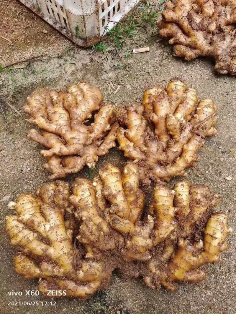 山东生姜辣味浓厚，颜色蜡黄，质量保证！全国发货，坏烂包赔