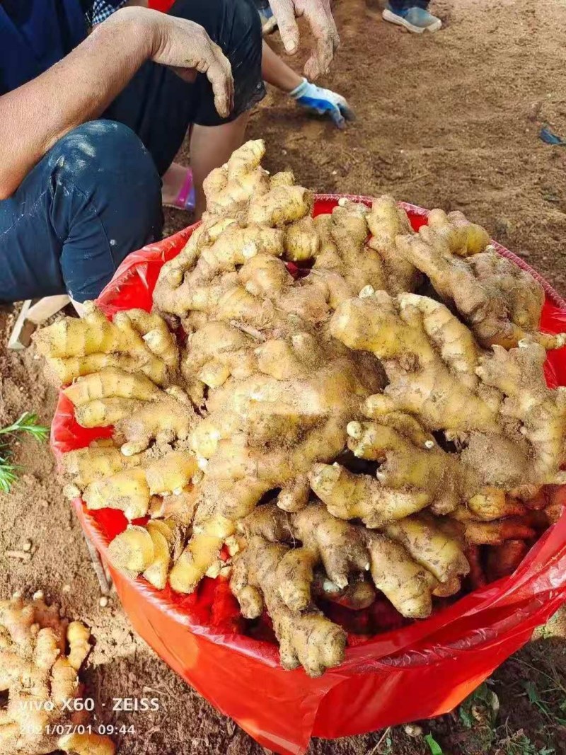 山东生姜辣味浓厚，颜色蜡黄，质量保证！全国发货，坏烂包赔