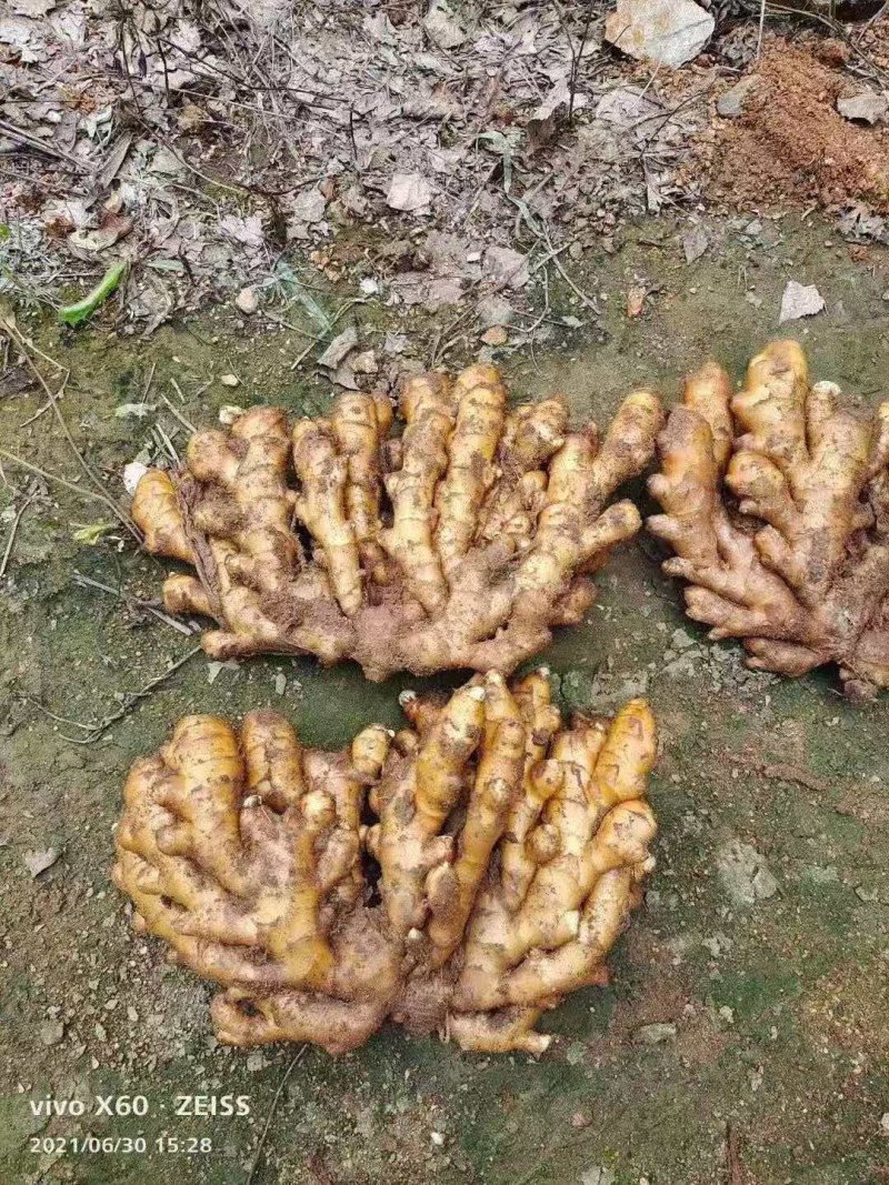山东生姜辣味浓厚，颜色蜡黄，质量保证！全国发货，坏烂包赔