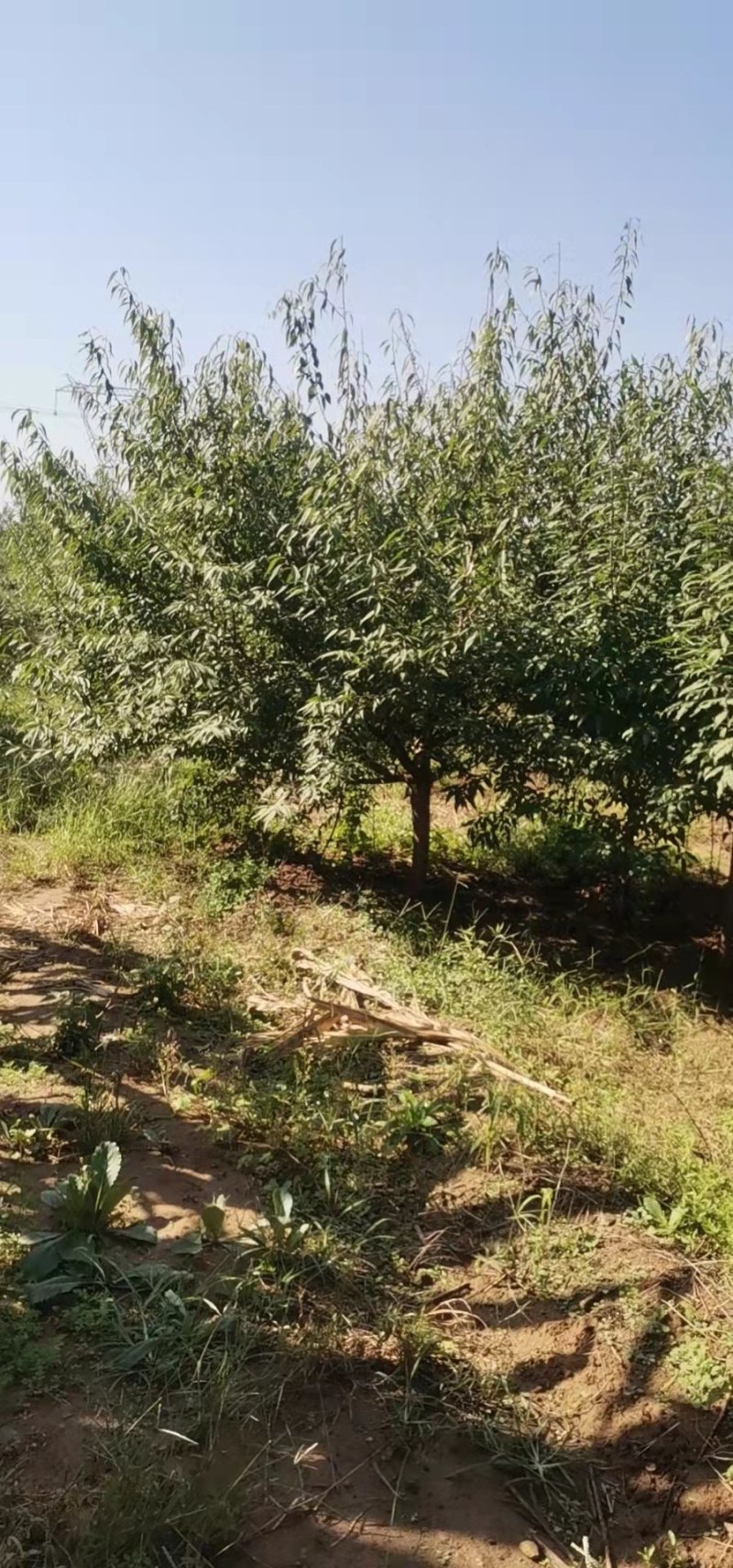 果树各种各样的大小果树占地树，量大优惠可以随时看货，期待
