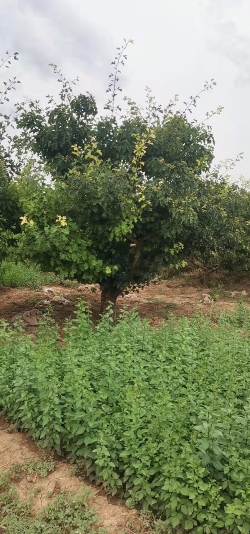 果树各种各样的大小果树占地树，量大优惠可以随时看货，期待