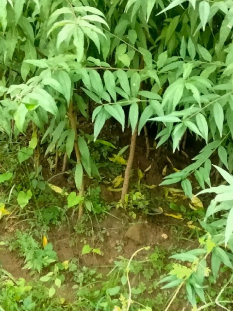 毛桃苗，自己种植十多苗，有十几万棵，当天挖苗，当天发货。