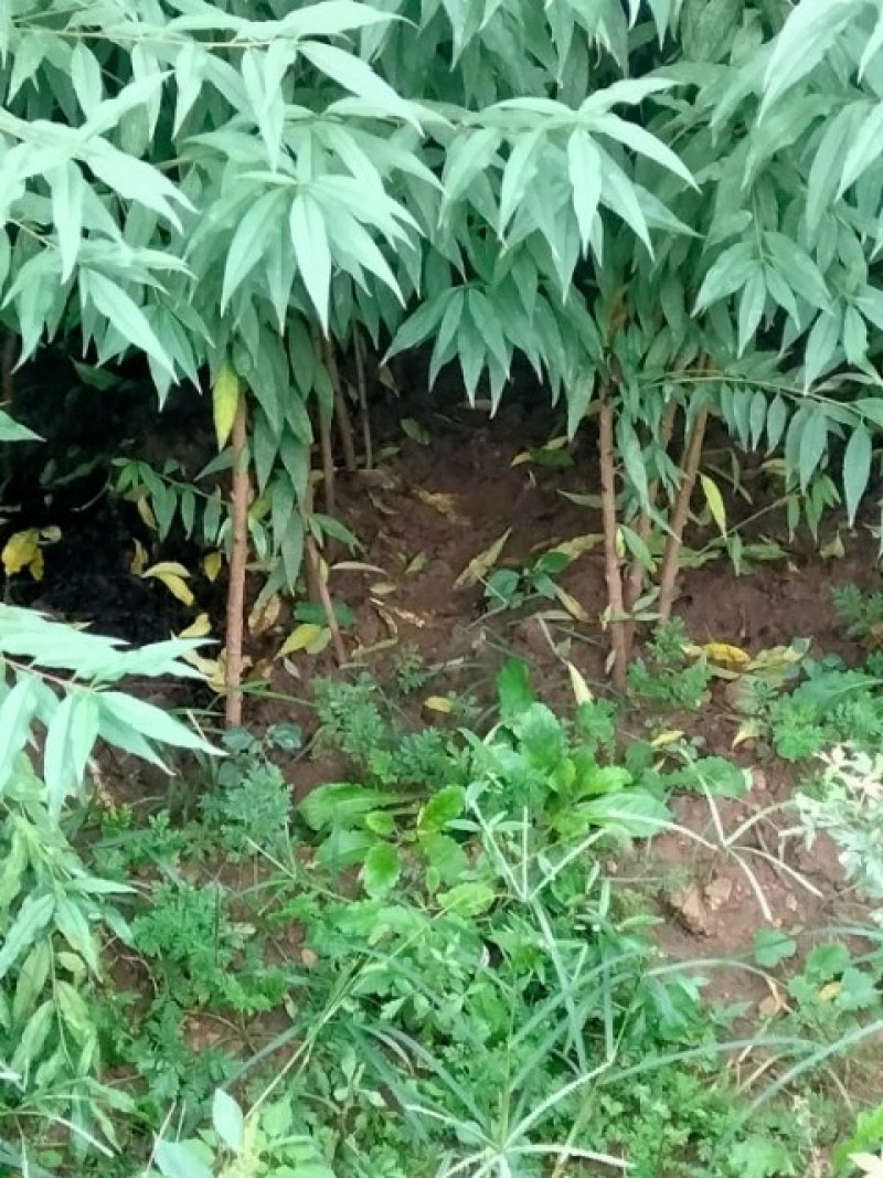 毛桃苗，自己种植十多苗，有十几万棵，当天挖苗，当天发货。