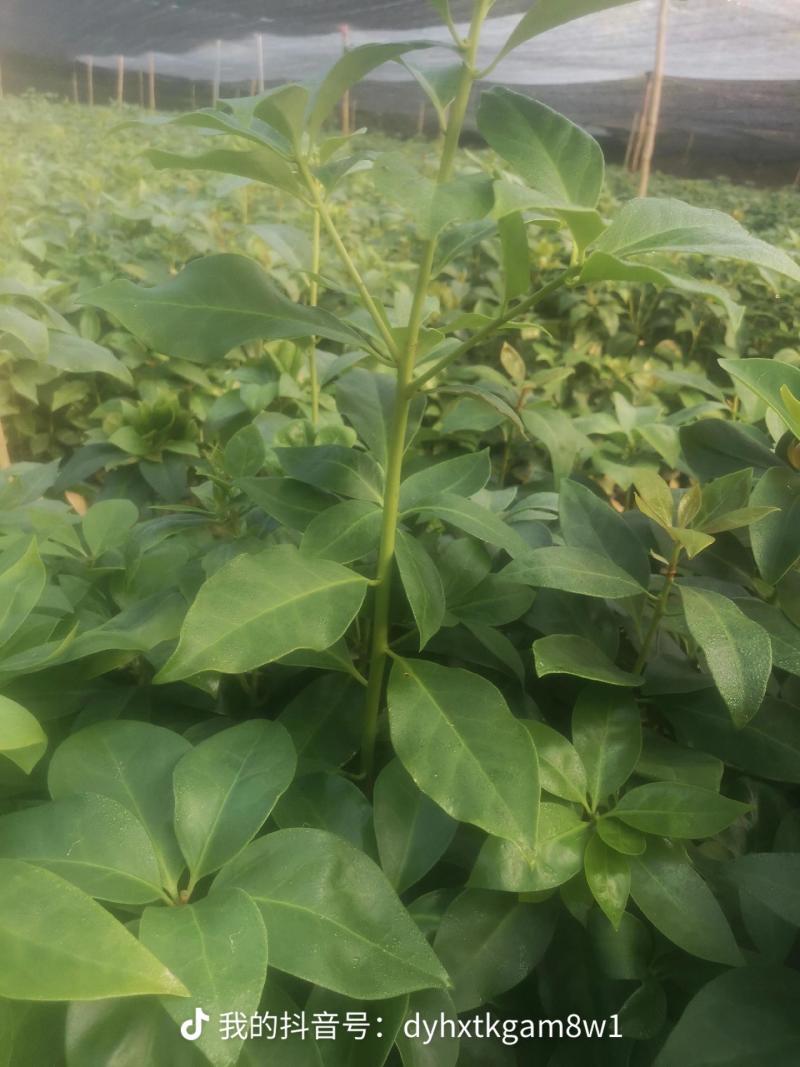 顺龙大红八苗圃基地，大量现苗出售有想法请联系