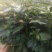 顺龙大红八苗圃基地，大量现苗出售有想法请联系