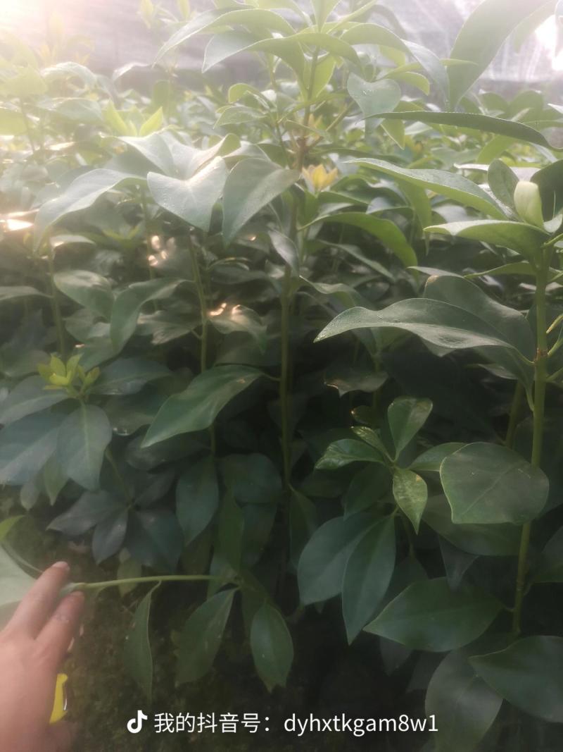 顺龙大红八苗圃基地，大量现苗出售有想法请联系