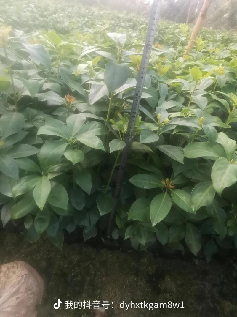 顺龙大红八苗圃基地，大量现苗出售有想法请联系