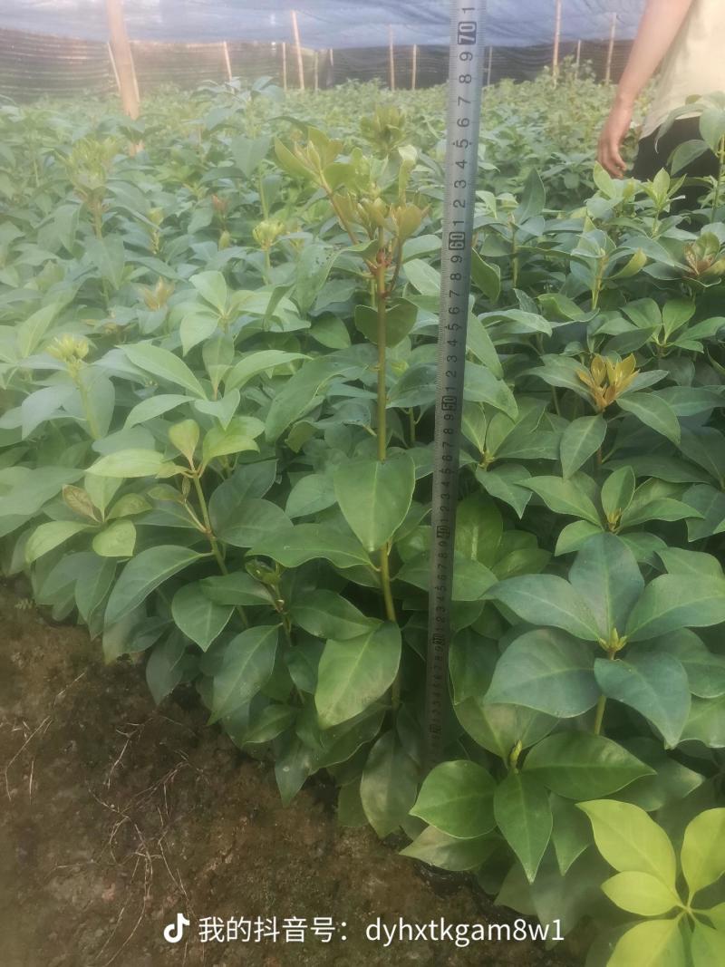 顺龙大红八苗圃基地，大量现苗出售有想法请联系
