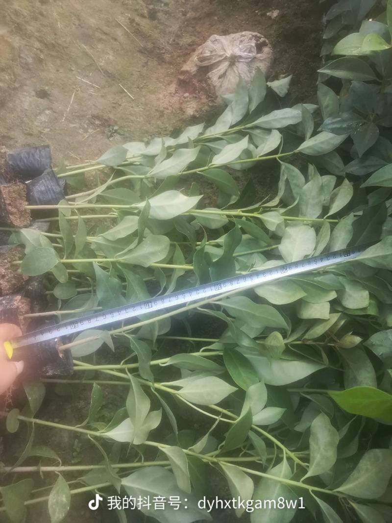 顺龙大红八苗圃基地，大量现苗出售有想法请联系