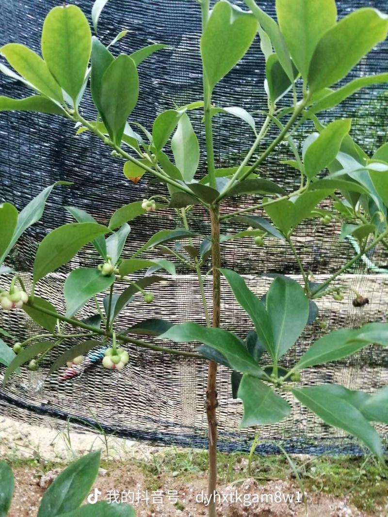 顺龙大红八苗圃基地，大量现苗出售有想法请联系