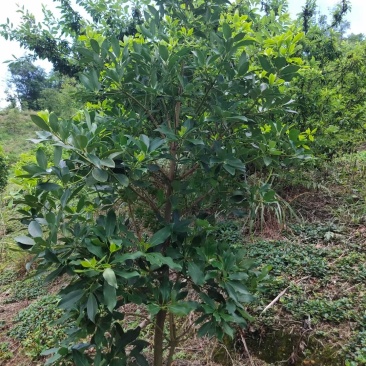 顺龙大红八苗圃基地，大量现苗出售有想法请联系