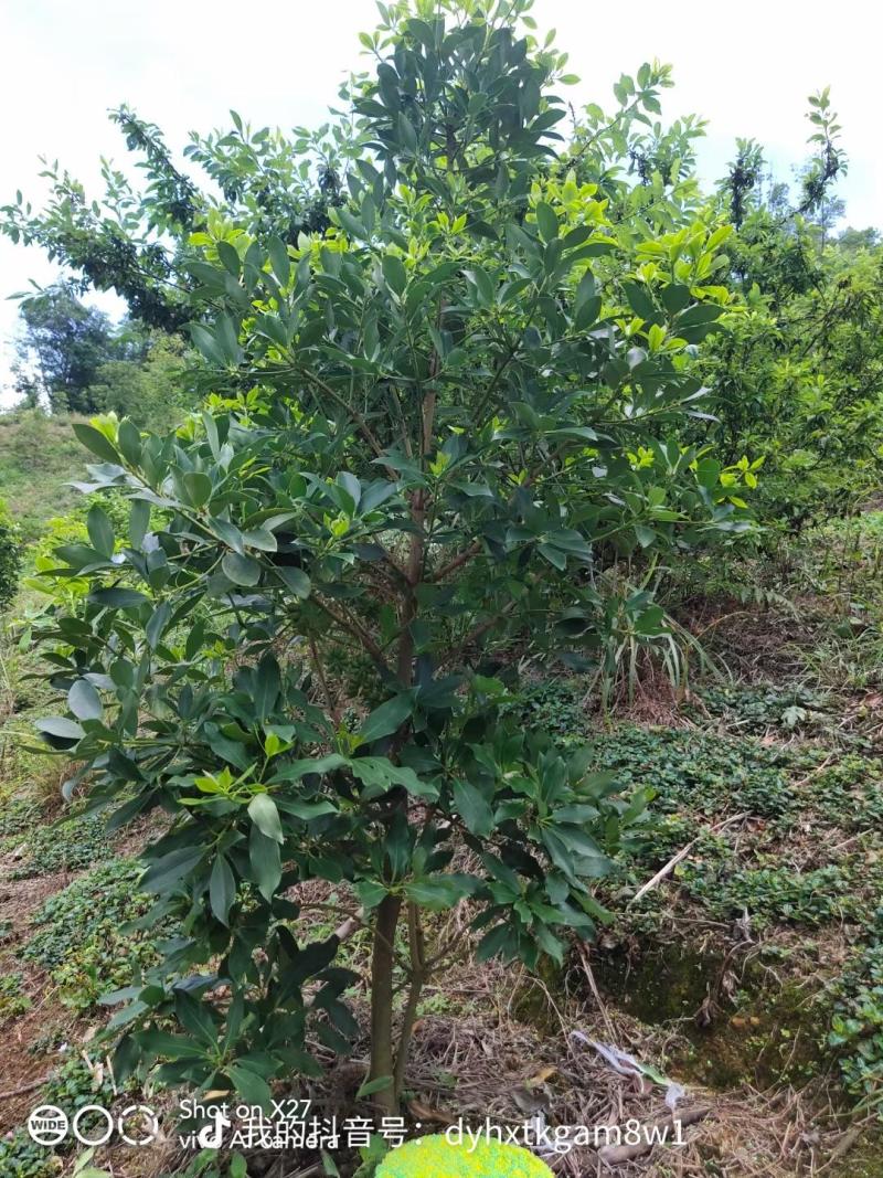 顺龙大红八苗圃基地，大量现苗出售有想法请联系