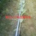 顺龙大红八苗圃基地，大量现苗出售有想法请联系