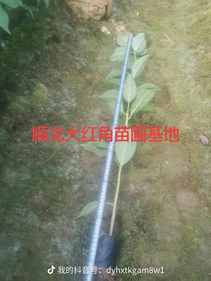 顺龙大红八苗圃基地，大量现苗出售有想法请联系