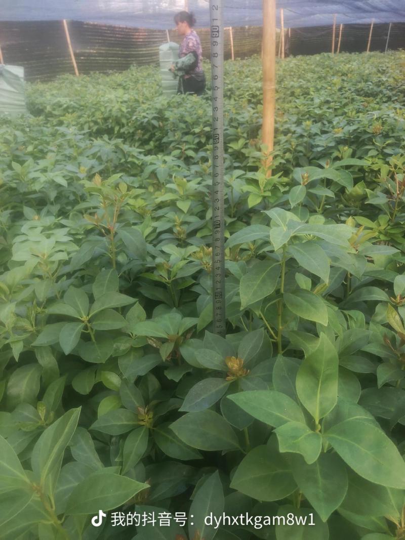 顺龙大红八苗圃基地，大量现苗出售有想法请联系