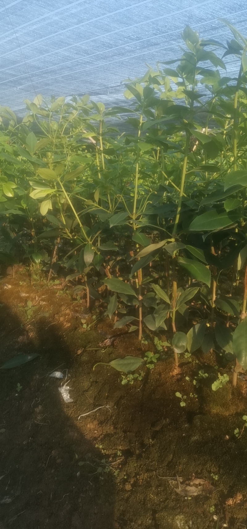 顺龙大红八苗圃基地，大量现苗出售有想法请联系