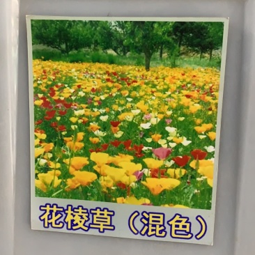 花菱草种子春秋播种多年生耐寒花种绿化花籽庭院阳台花卉种子