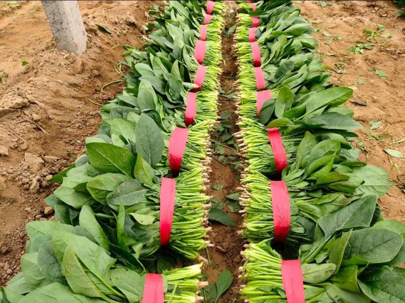 精品菠莱大叶菠菜产地直发一手货源无中间商差价
