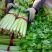芹菜西芹80公分左右价格合理保质保量