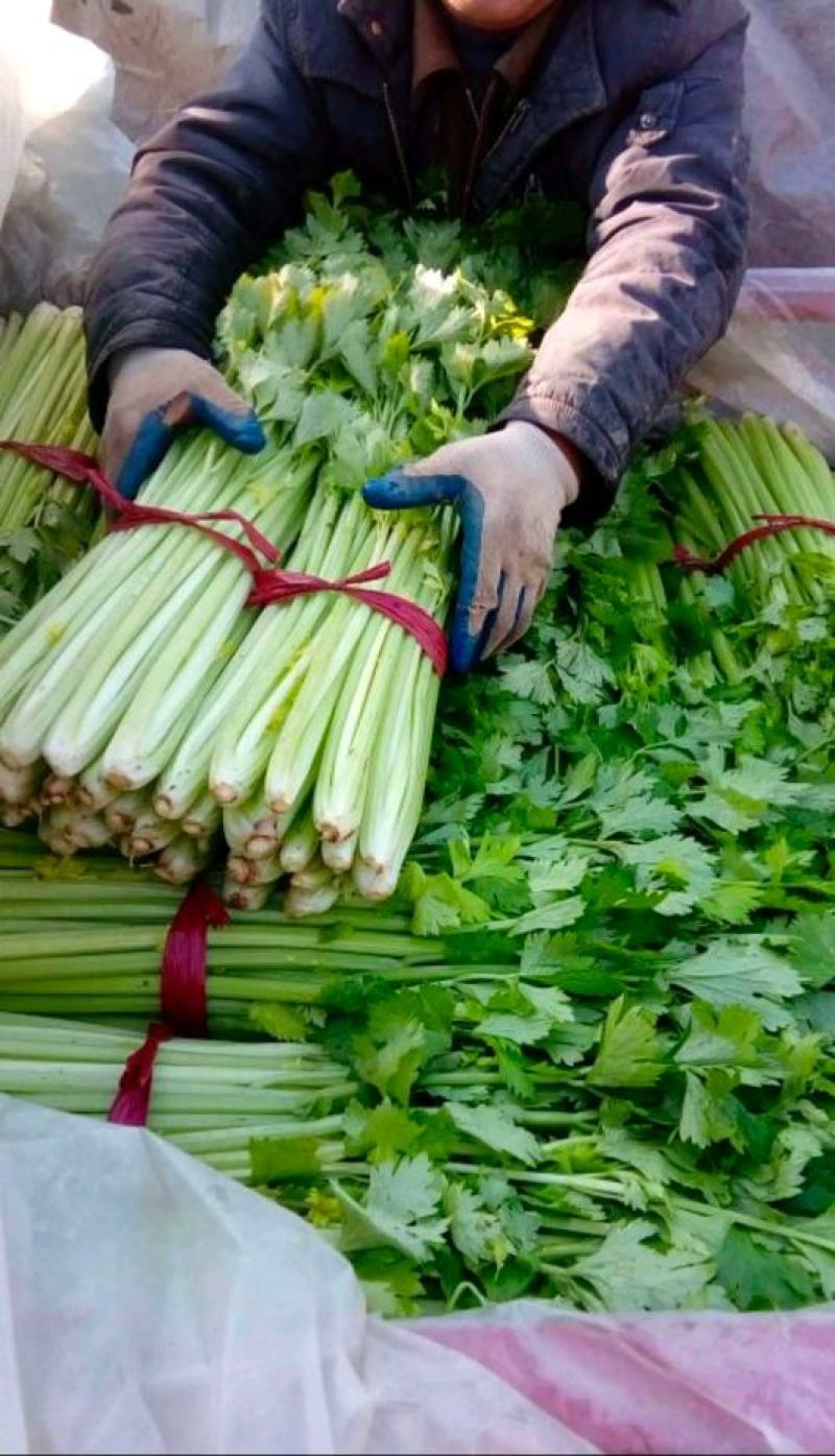 芹菜西芹80公分左右价格合理保质保量