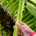 芹菜西芹80公分左右价格合理保质保量