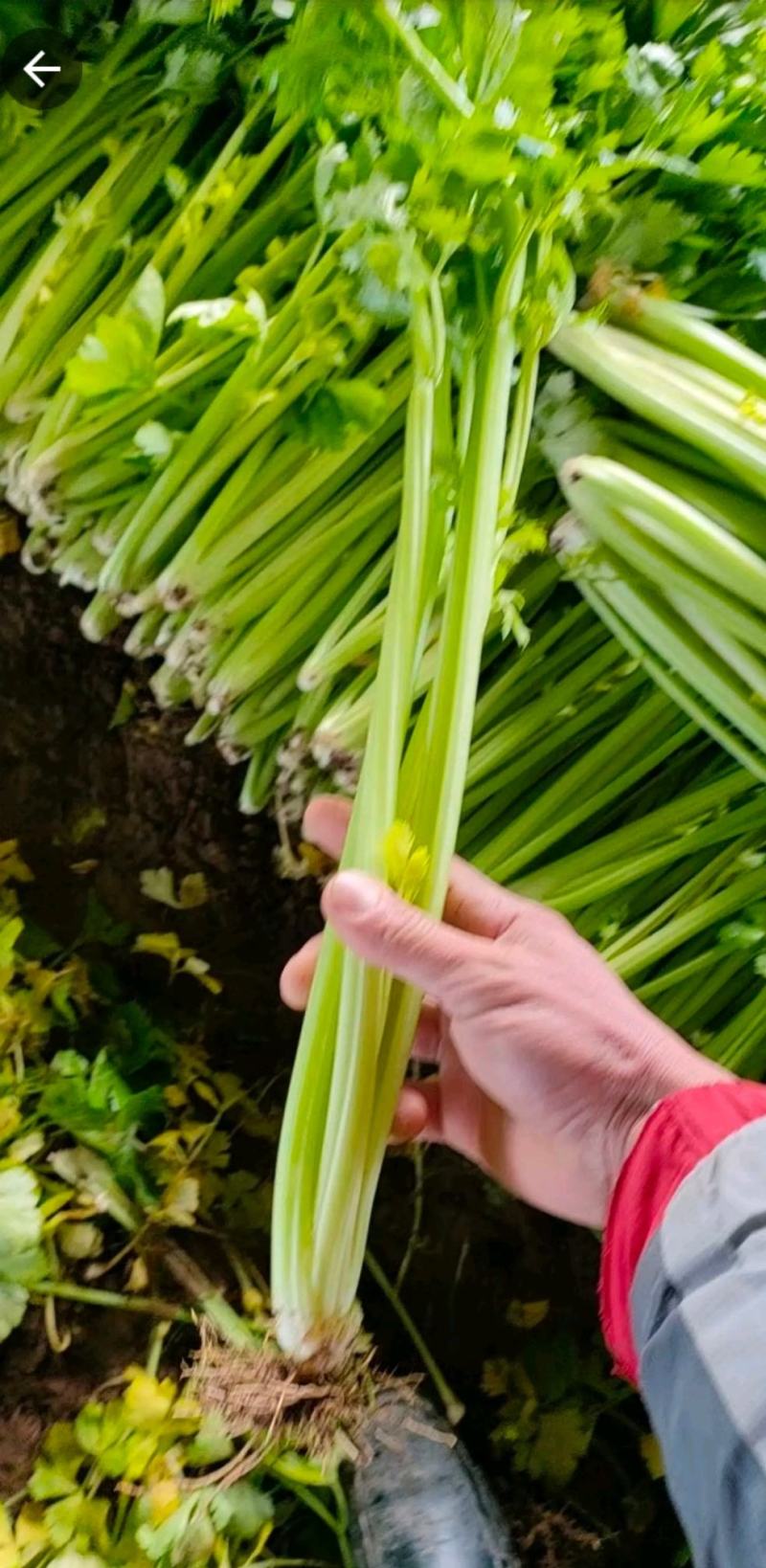 芹菜西芹80公分左右价格合理保质保量