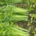 芹菜西芹80公分左右价格合理保质保量