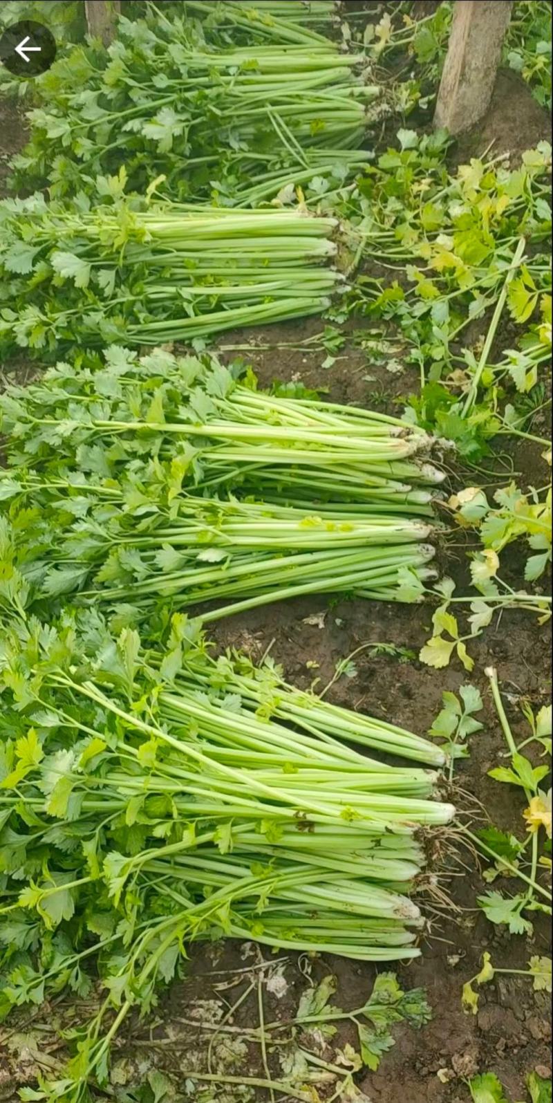 芹菜西芹80公分左右价格合理保质保量