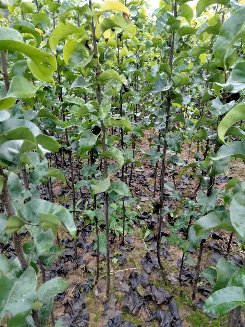 秋月梨树苗，适合南北方种植，易管理。产量高。