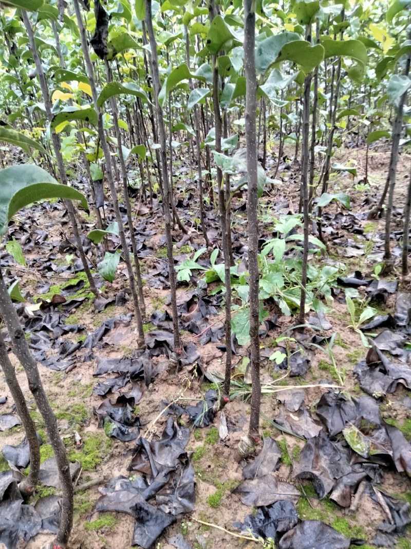 秋月梨树苗，适合南北方种植，易管理。产量高。