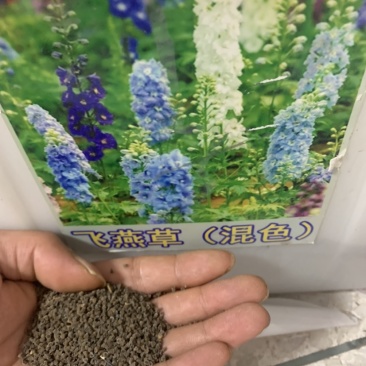 飞燕草花种籽子阳台庭院花籽室内混色秋季花卉翠雀花种子