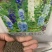 飞燕草花种籽子阳台庭院花籽室内混色秋季花卉翠雀花种子