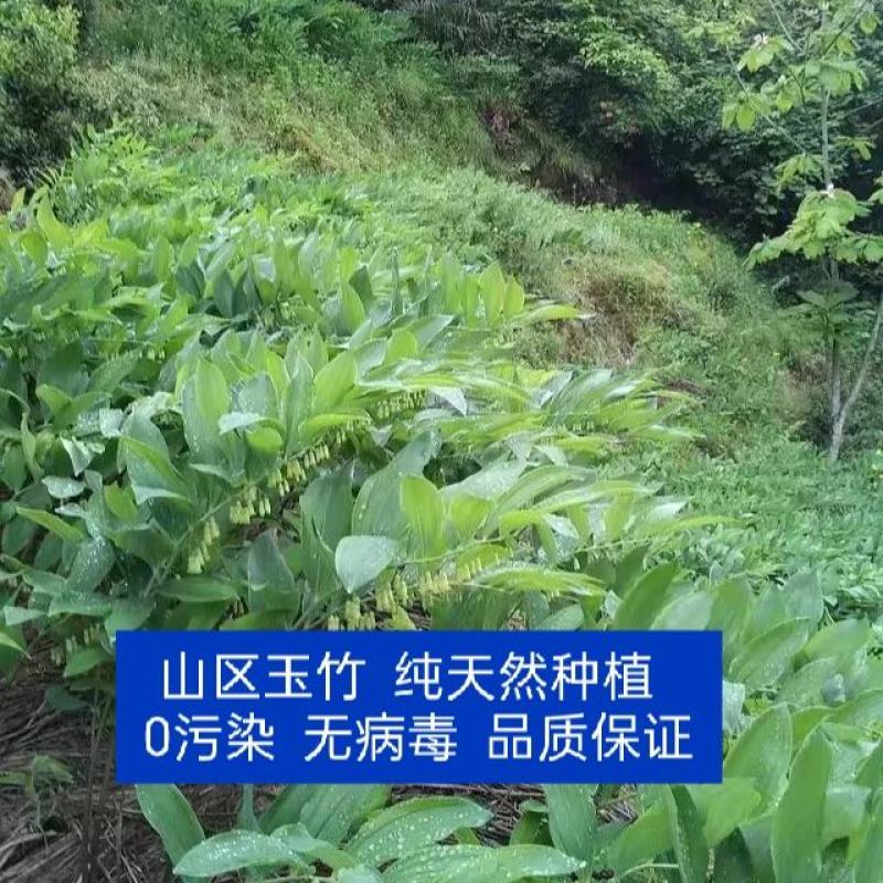 玉竹种苗湘玉竹猪屎尾参玉竹片玉竹条子煲汤玉竹片