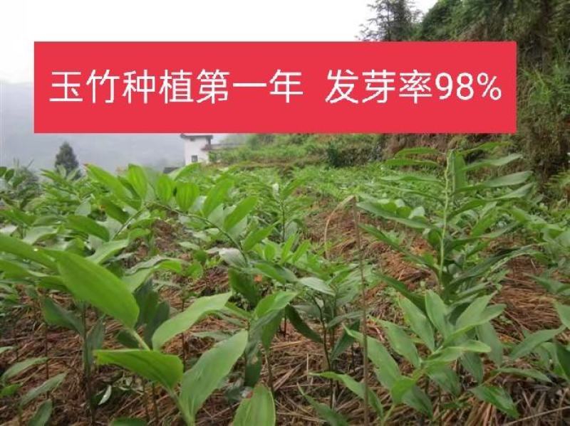 玉竹种苗湘玉竹猪屎尾参玉竹片玉竹条子煲汤玉竹片